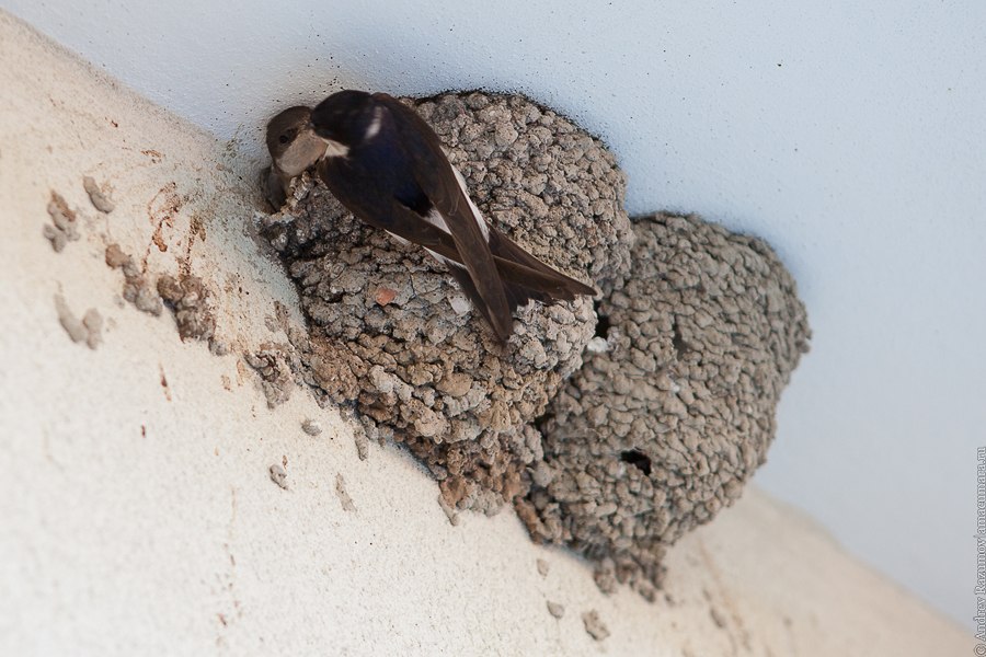 Ласточка кормит птенца в гнезде