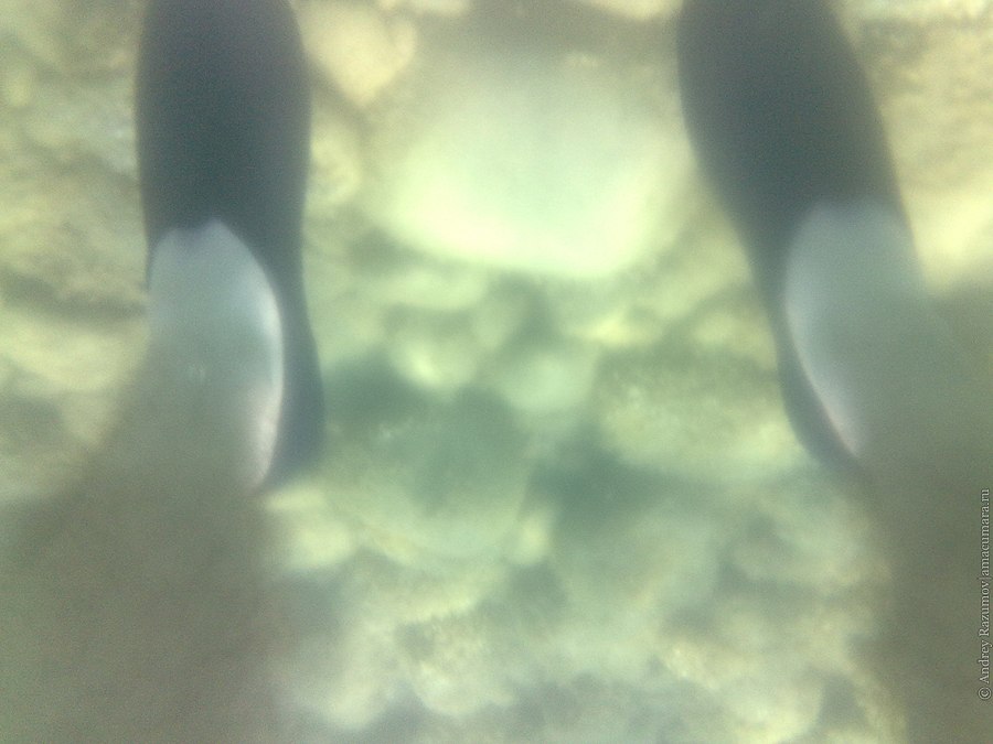 фотосъемка на телефон под водой